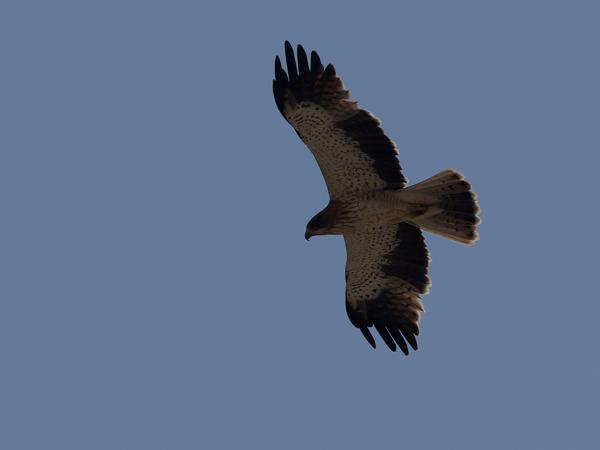 <h3><a href="/trips/oman/biota/animalia/chordata/aves/017 accipitriformes/004 accipitridae/hieraaetus pennatus/hieraaetus pennatus-nl.html">Hieraaetus&nbsp;pennatus</a> / Booted&nbsp;eagle / Dwergarend</h3>OM-1 Mark II met OLYMPUS M.150-400mm F4.5, 1/4000 sec  bij F6.3, ISO 200, afstand 65.8&nbsp;m